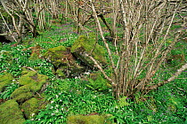 Hazel wood with spring flowers. Kildonan Bay, Isle of Eigg, Scotland, UK.
