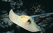 Ribbontail ray / Bluespotted stingray (Taeniura lymma) at night, Red Sea, Egypt