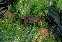 Common shore crab on seaweed, Wales, UK.