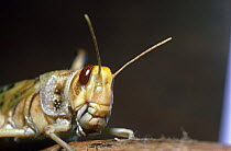 Close up of Desert locust, female (Schistocerca gregaria) captive
