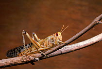 Desert locust. Female. {Schistocerca gregaria} C.