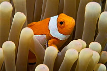 Clown anemonefish {Amphiprion percula} Sulawesi, Indonesia.