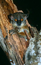 Ring tailed sportive lemur in tree hole {Lepilemur ruficandatus} Kirindy Forest, Madagascar