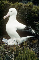 Southern royal albatross {Diomedea epomophora} with chick in nest, Campbell Is, New Zealand