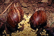 African snail (Achatina sp.) laying eggs. North Delhi ridge, India