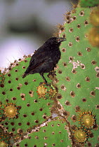 Cactus ground finch on cactus {Geospiza scandens} Santa Cruz Island, Galapagos