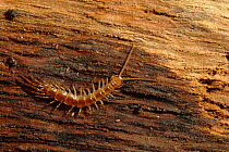 Common centipede, Scotland, UK.