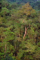 Dipterocarp forest. Luzon, Zambales province, Philippines