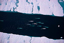 White / Beluga whale pod {Delphinapterus leucas} migrating through sea ice, Arctic Canada. Aerial