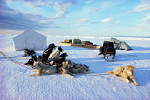 Husky doy team at campsite on sea ice, Lancaster Sound, Canadian Arctic