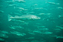 School of Atlantic cod in fish pen, Norway