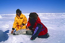Tourists with young Harp seal {Phoca groenlanicus} Madgalen Island, Canadian Arctic