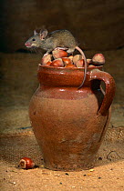 House mouse {Mus musculus} on jar of Hazel nuts, Spain