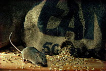 House mouse {Mus musculus} in grain store England