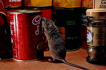 House mouse (Mus musculus) in pantry. England, UK, Europe