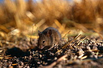 House mouse foraging {Mus musculus} Sweden