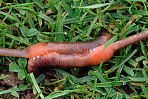 Earthworm pair (Lumbricus terrestris) mating. England, UK, Europe  Hermaphrodites