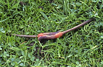 Earthworm (Lumbricus terrestris) pair mating in grass, Norfolk, UK