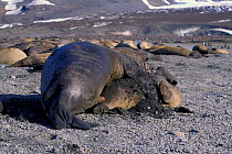 Southern elephant seal pair mating {Mirounga leonina} South Georgia.
