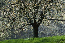 Sweet cherry tree {Prunus avium} in blossom in Spring, Germany