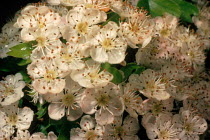Hawthorn blossom {Crataegus monogyna} south England