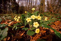 Common primrose (Primula vulgaris). South Devon, England, UK, Europe