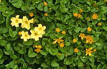 Common primrose {Primula vulgaris} and Lesser celandine {Ranunculus ficaris} Scotland