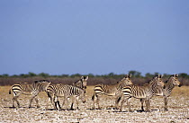 Hartmann's mountain zebra {Equus zebra hartmannae} Etosha NP, Namibia