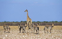 Hartmann's mountain zebra {Equus zebra hartmannae} with giraffe in background, Etosha NP, Namibia.