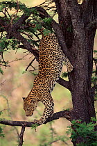 Leopard (Panthera pardus) climbing down tree. Masai Mara, Kenya, East Africa