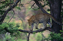 Leopard in tree {Panthera pardus} Masai Mara NR, Kenya
