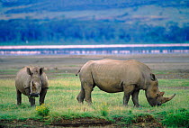 White rhinoceros (Ceratotherium simum) grazing. Lake Nakuru NP, Kenya, East Africa