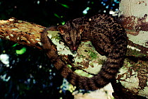 African palm civet. in tree. Epulu Ituri rainforest Reserve, DR Congo (formerly Zaire), Central Africa