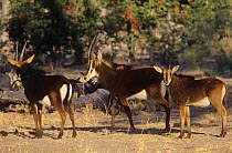 Sable antelopes (Hippotragus niger) Moremi Wildlife Reserve, Botswana