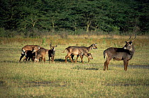 Family herd of Defassa waterbuck (Kobus ellipsiprymnus defassa) Kenya