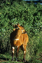 Young Bongo antelope (Tragelaphus eurycerus) captive, Mount Kenya Wildlife Conservancy and the Animal Orphanage (WM Holden) Kenya