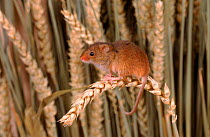 Harvest mouse on ripe wheat ear, UK