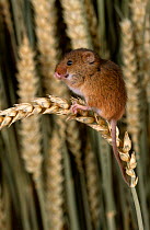 Harvest mouse {Micromys minutus} grooming on ripe ear of wheat, UK