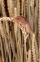 Harvest mouse on ripe wheat ear {Micromys minutus} UK