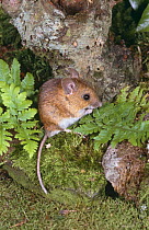 Wood mouse {Apodemus sylvaticus} UK, captive