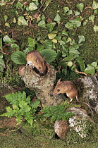 Wood mice  {Apodemus sylvaticus} UK captive
