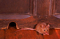 House mouse by skirting board in house, UK