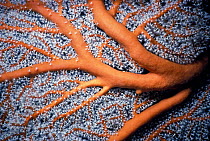 Giant seafan coral close up {Subergorgia mollis} Bismarck Sea, Papua New Guinea.