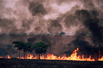 Grassland fire, part of land habitat  management, Garamba NP, Democratic Republic of Congo (formerly Zaire)