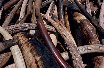 Government stockpile of elephant ivory. East Africa.