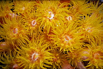 Orange cup coral feeding at night. {Dendrophyllia sp} Red Sea
