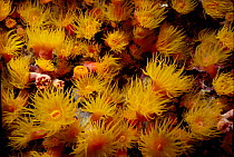 Orange cup coral feeding at night {Dendrophyllia sp} Sipaden sea, Borneo.