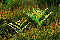 Bracken {Pteridium aquilinum} new growth Holt Heath, Dorset