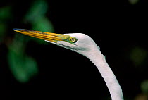 Great white egret {Ardea alba} Sanibel Island, Florida, USA