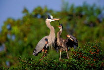 Great blue heron with chick at nest in tree {Ardea cinerea} Florida, USA